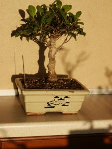 bonsai